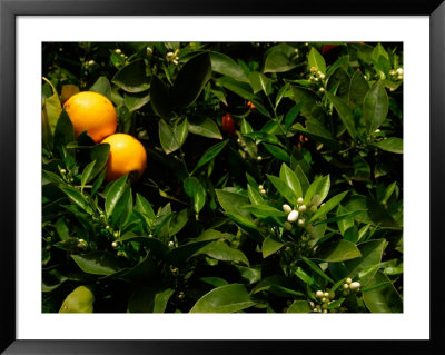 Orange Tree, Tenerife, Canary Islands, Spain by Russell Young Pricing Limited Edition Print image