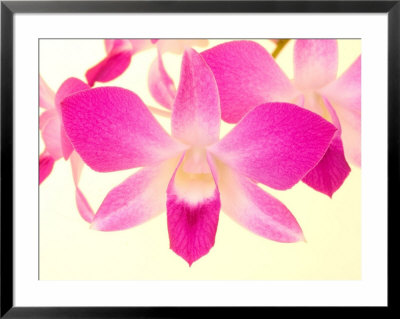 Dendrobium Orchid by Maresa Pryor Pricing Limited Edition Print image