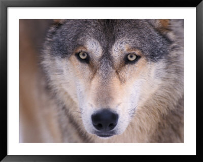 Gray Wolf In The Foothills Of The Takshanuk Mountains, Alaska, Usa by Steve Kazlowski Pricing Limited Edition Print image