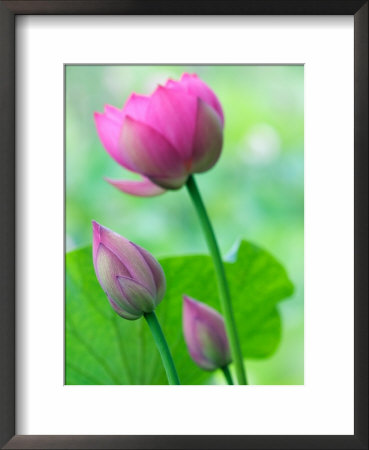 Perry's Water Garden, Lotus Bloom And Buds, Franklin, North Carolina, Usa by Joanne Wells Pricing Limited Edition Print image