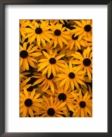 Black Eyed Susan Flowers (Rudbekia Hirta) At Ballard Locks, Seattle, Usa by Levesque Kevin Pricing Limited Edition Print image