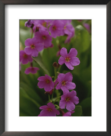Parrys Primrose Wildflowers, Grand Teton National Park, Wyoming by Raymond Gehman Pricing Limited Edition Print image