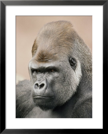 A Portrait Of A Western Lowland Gorilla by Jason Edwards Pricing Limited Edition Print image