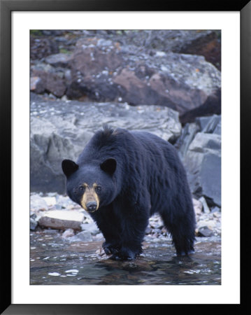 A Portrait Of A Grizzly Bear In A Pool Of Water by Paul Nicklen Pricing Limited Edition Print image
