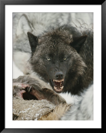 Gray Wolf Growls A Warning As It Feasts On A Deer by Jim And Jamie Dutcher Pricing Limited Edition Print image
