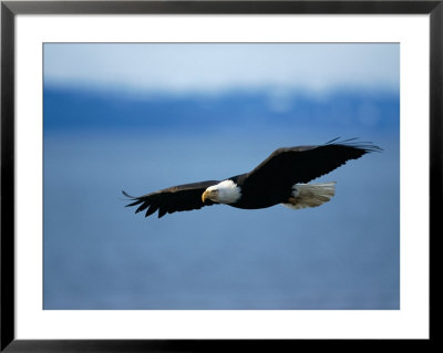 An American Bald Eagle Soars Through The Sky by Paul Nicklen Pricing Limited Edition Print image