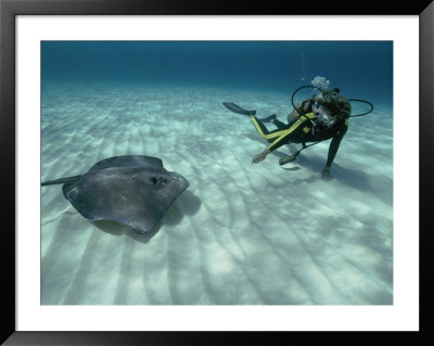 A Diver Swims Close To A Southern Stingray by Bill Curtsinger Pricing Limited Edition Print image