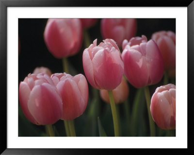 Close View Of Tulips Blooming In The Chicago Botanic Garden by Paul Damien Pricing Limited Edition Print image