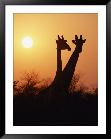 A Pair Of Masai Giraffes Are Silhouetted At Twilight by Roy Toft Pricing Limited Edition Print image