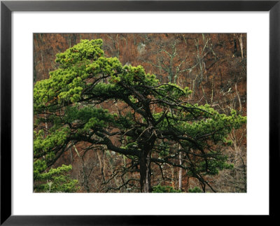 Black Pine In Forest Along Skyline Drive by Raymond Gehman Pricing Limited Edition Print image