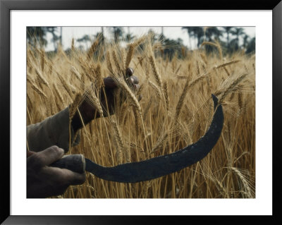 Close-Up Of The Hands Of An Egyptian Farmer Harvesting Wheat With A Serrated Sickle by Thomas J. Abercrombie Pricing Limited Edition Print image