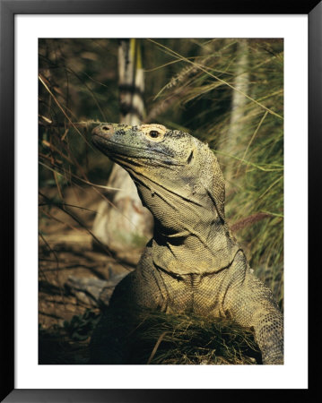 A Captive Komodo Dragon Surveys Its Territory by Roy Toft Pricing Limited Edition Print image