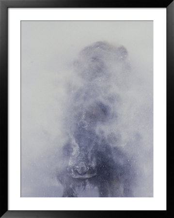 A Musk-Ox (Ovibos Moschatus) Shakes Off His Coat Of Snow by Norbert Rosing Pricing Limited Edition Print image