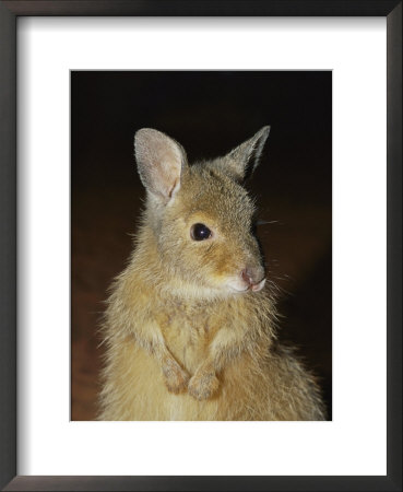A Close View Of The Endangered Rufous Hare Wallaby by Jason Edwards Pricing Limited Edition Print image