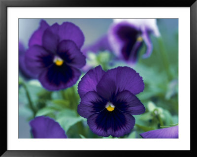 Pansy by Tony Ruta Pricing Limited Edition Print image