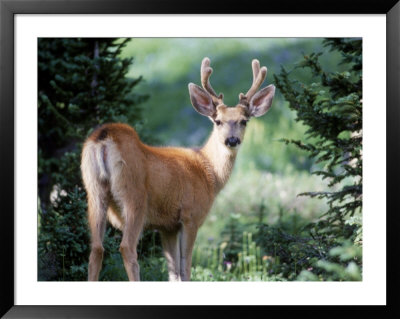 Deer, Rocky Mountain National Park by Brian Payne Pricing Limited Edition Print image