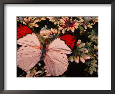 Great Orange Tip Butterfly by Scott Berner Pricing Limited Edition Print image