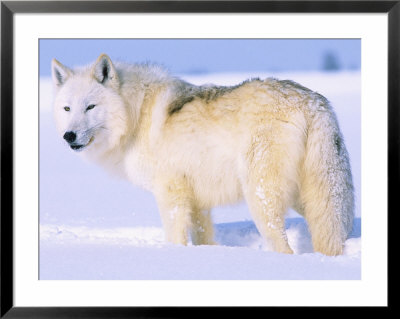 Arctic Wolf, Canis Lupus Arctos by Lynn M. Stone Pricing Limited Edition Print image