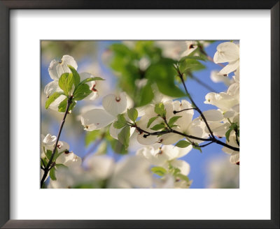 Dogwood Trees In Bloom, Jamaica Plains, Ma by Kindra Clineff Pricing Limited Edition Print image