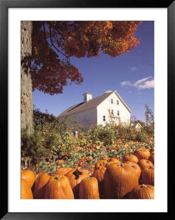 Pumpkins For Sale In Concord, Ma by Kindra Clineff Pricing Limited Edition Print image