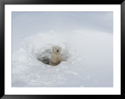 Polar Bear Cub Looking Out Of Den, Wapusk National Park, Churchill, Manitoba, Canada by Thorsten Milse Pricing Limited Edition Print image