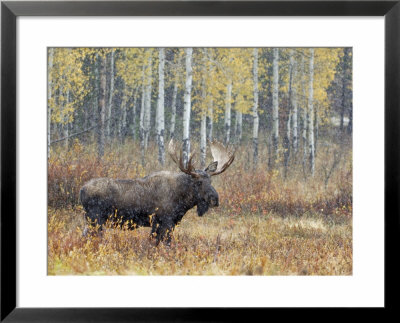 Bull Moose In Snowstorm With Aspen Trees In Background, Grand Teton National Park, Wyoming, Usa by Rolf Nussbaumer Pricing Limited Edition Print image