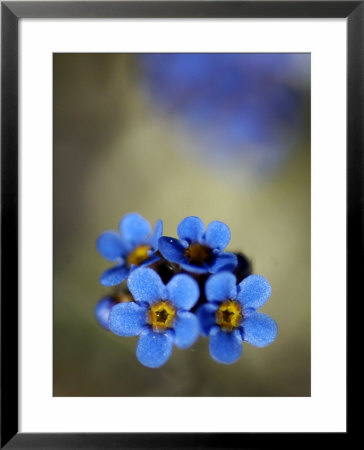 Alpine Forget-Me-Not Wildflowers, Kongakut River Valley, Arctic National Wildlife Refuge by Dennis Kirkland Pricing Limited Edition Print image