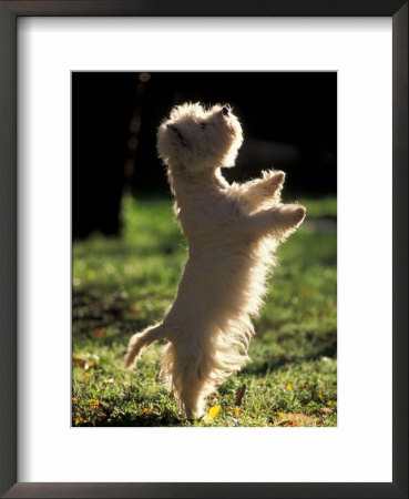 West Highland Terrier / Westie Standing On Hind Legs by Adriano Bacchella Pricing Limited Edition Print image
