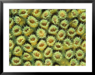 A Close View Of Great Star Coral With Polyps Extended For Feeding by Heather Perry Pricing Limited Edition Print image