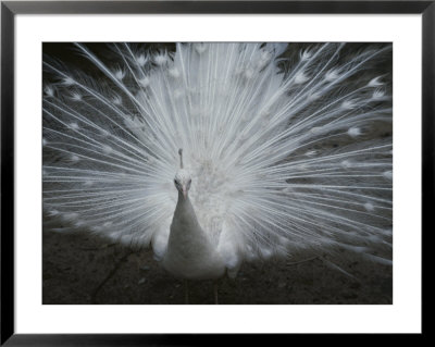 A Beautiful Albino Peacock (Pavo Species) Walks Toward The Camera by Paul Damien Pricing Limited Edition Print image