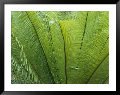 A Close View Of The Leaves Of A Palm Tree by Nicole Duplaix Pricing Limited Edition Print image