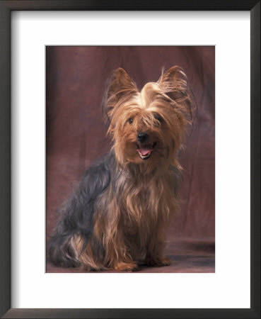 Yorkshire Terrier Studio Portrait by Adriano Bacchella Pricing Limited Edition Print image