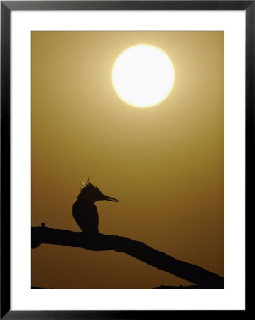 A Pied Kingfisher Perched On A Tree Branch by Jason Edwards Pricing Limited Edition Print image