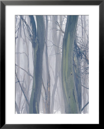 A Thicket Of Gum Trees In A Snowy Winter Landscape by Jason Edwards Pricing Limited Edition Print image