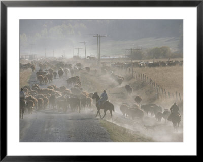 Cattle Round-Up, Caribou National Forest, Idaho by Raymond Gehman Pricing Limited Edition Print image