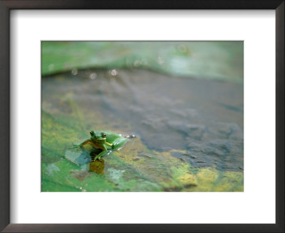 Frog On A Lily Pad by James P. Blair Pricing Limited Edition Print image