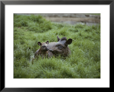 Mother And Juvenile Brazilian Tapirs In The Marsh Grass by Nicole Duplaix Pricing Limited Edition Print image