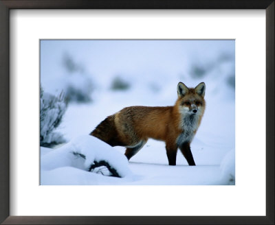Red Fox (Vulpes Vulpes) by Joel Sartore Pricing Limited Edition Print image