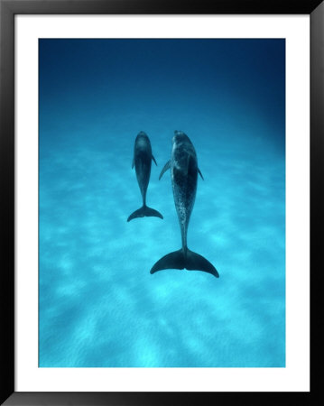 A Pair Of Spotted Dolphins by Wolcott Henry Pricing Limited Edition Print image