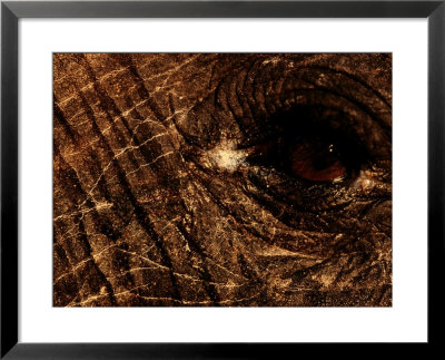 Eye Of An African Elephant by Chris Johns Pricing Limited Edition Print image
