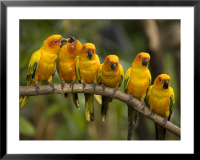 Closeup Of Six Captive Sun Parakeets by Tim Laman Pricing Limited Edition Print image