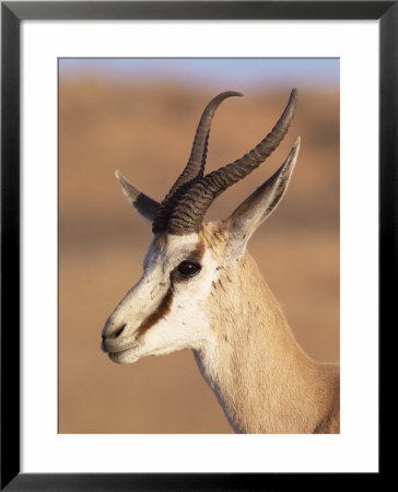 Male Springbok (Antidorcas Marsupialis), Kalahari Gemsbok National Park, South Africa, Africa by Steve & Ann Toon Pricing Limited Edition Print image