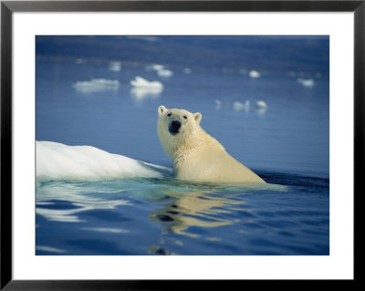 Polar Bear, Wager Bay, Northwest Territories, Canada by Joe Stancampiano Pricing Limited Edition Print image