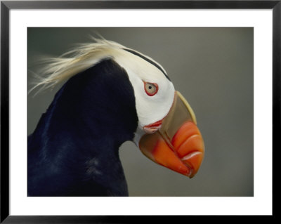 A Tufted Puffin Finds Shelter In The Farallon Islands Refuge by Bates Littlehales Pricing Limited Edition Print image