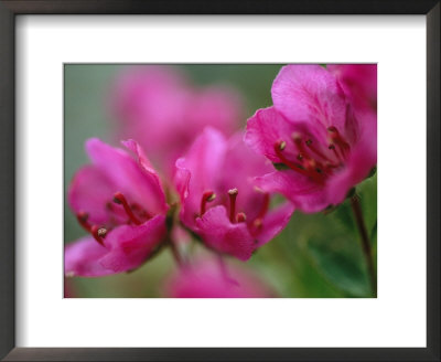 Close View Of Kamchatka Rhododendron Blossoms On St. George Island by Joel Sartore Pricing Limited Edition Print image