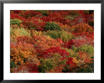 Autumn Colors Paint A Canadian Forest by Raymond Gehman Pricing Limited Edition Print image