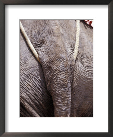 Working Asian Elephant Tail, Rope Harness, Tough Hide And Wrinkles by Jason Edwards Pricing Limited Edition Print image