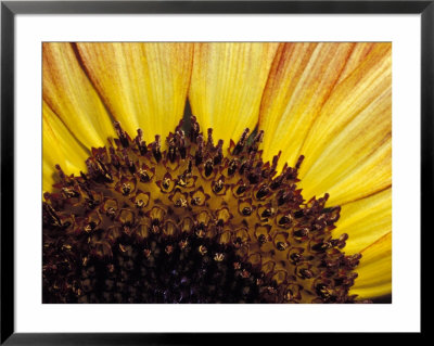 Close-Up Detail Of A Sunflower Head Showing The Seeds And Petals, North Carlton, Australia by Jason Edwards Pricing Limited Edition Print image