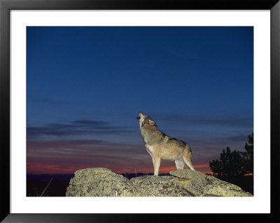 A Wolf Howls At Twilight by Norbert Rosing Pricing Limited Edition Print image
