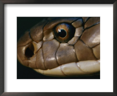 Extreme Close-Up Of The Head Of A King Cobra by Mattias Klum Pricing Limited Edition Print image